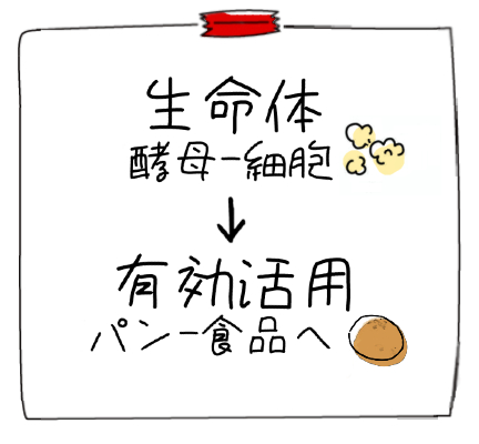 生命体（酵母細胞）の有効利用（パン食品へ）